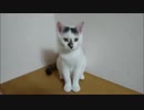 【捨て猫７９】うろちょろ