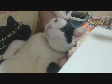 【今年で】ただただ甘えてくるしろさん【7歳】