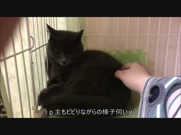 【こげつく】 家猫修業のごま君