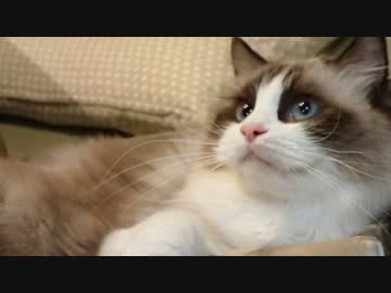 ラグドールのレオ　鳴き声まとめ(生後２ヶ月～１歳１０ヶ月)