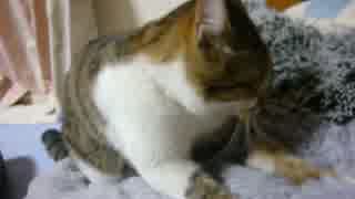 ふみふみする猫