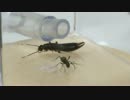 蟻戦争＃61 英雄の凱旋編