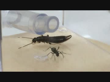 蟻戦争＃61 英雄の凱旋編