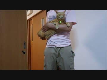 毎夜の儀式があるぬこ