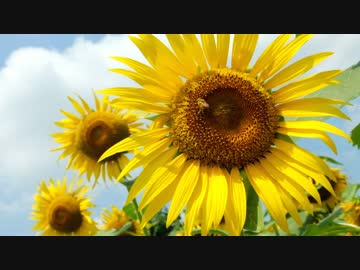 ST250 夏のツーリング