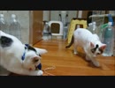 【捨て猫８０】変わった動きを披露しながら仲良く遊ぶ猫たち