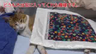 猫用布団でママに腕枕されながら添い寝する猫。