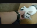 懸命に体調不良を訴える子猫