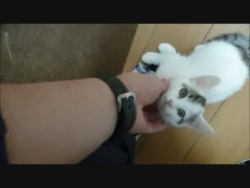 懸命に体調不良を訴える子猫