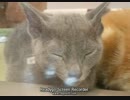 (歌ってみた)負けないで/ZARD