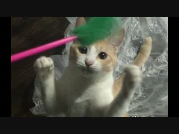 二本立ちするにゃんこ！ビニール袋プリズン