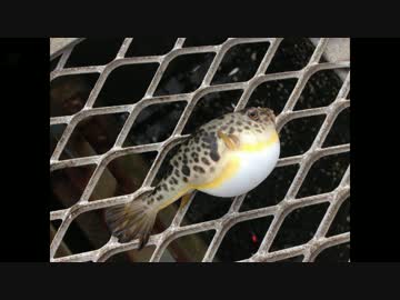 釣り動画ロマンを求めて　1釣目（大黒海づり施設：後半）