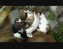こちらに気付かないまま寝続ける猫団子