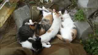 こちらに気付かないまま寝続ける猫団子