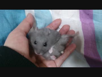 手をペロペロと舐めてくるハムスター