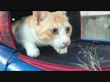 にゃんこ散歩！草に釣られる猫草草草