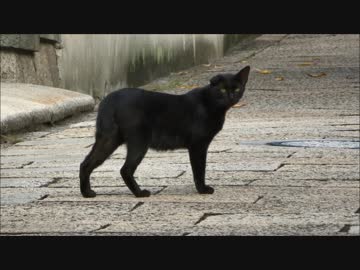 口縄坂のねこ