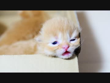 【マンチカンズ】子猫の元気な鳴き声（猫寄せ機能付き）