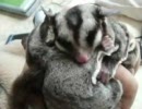 フクロモモンガを二匹同時に可愛がる動画