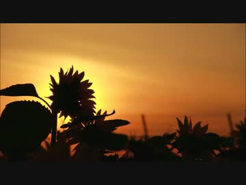 夏らしい画像と、名曲「Summer」で夏を振り返る動画