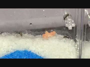 蟻戦争＃62 アリが巣を掘るところを見てみたい編