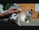 二匹に同時に責められてKO負けしそうになる飼い主