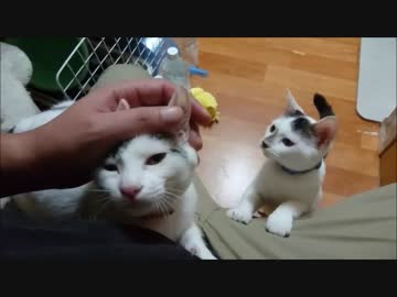 二匹に同時に責められてKO負けしそうになる飼い主