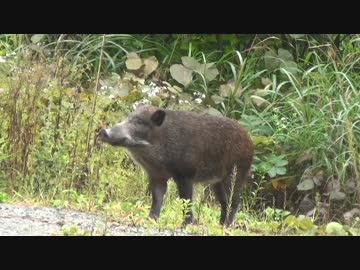 【アウトドア】イノシシ現る！波乱の大岩魚ラッシュ！！