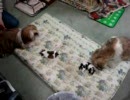 シーズーの赤ちゃん