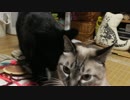 【177】ジャン❤︎ポン　パソコンは壊れてもジャンポンは元気です　