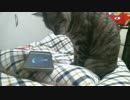猫用アプリに夢中なナナさん(*´ω｀*)