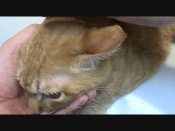 拾いねこ＠生後1550/1517日目　ワクチンアコさん。