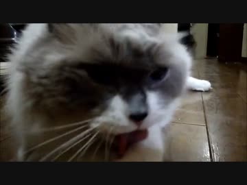 ぺろぺろたぬこ