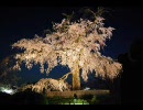 （花の都）桜でもみてゆっくりしませんか（大阪～京都）