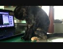 カンガルー座りｗ
