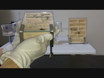 蟻戦争＃63 ミルワームを巣から取り出す編