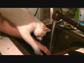 手が濡れないように引っぱりあげてくれる猫