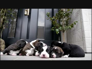 生後16日のコーギーの子犬たちのお昼寝 岩盤浴 的動画。