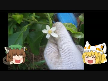 ゆっくり農民41橙を育ててみませんか？