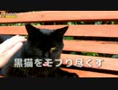 黒猫をモフり尽くす