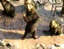 クマさん