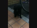 猫パンチを食らって呆然とする猫