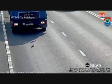 高速道路に迷い込んだ子猫が・・・