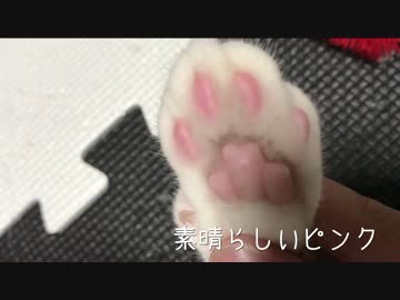 【ティガロビ生活記】回って回って回って回～る～♫