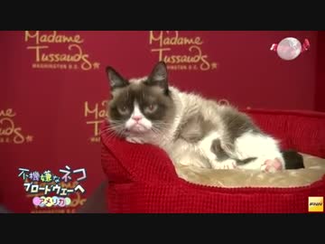 アメリカで大人気の「不機嫌なネコ」、ブロードウェーへ