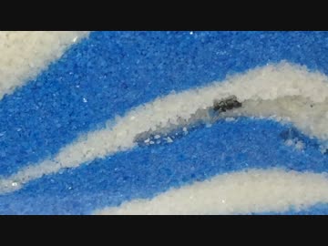 蟻戦争＃64 続・アリの巣作り＆アリの体罰