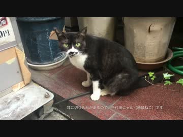 千代田区にゃん（口黒にゃん）とチョコレート