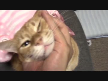 拾いねこ＠生後1553/1520日目　されるがままのアコさん