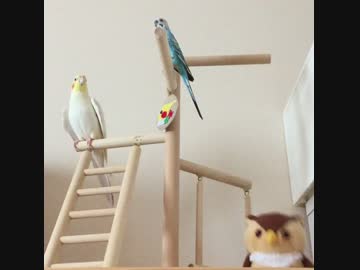 気になって自由に歌えないオカメインコ