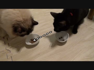 レオとしじみの新生活 Vol.36 　優しいお兄っぷりを見せる猫